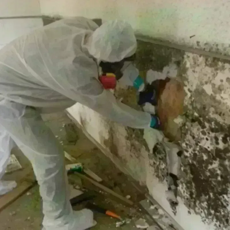 Mold Remediation and Removal in Tecumseh, MI